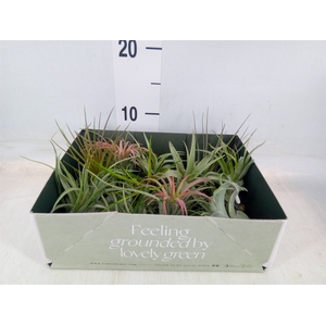 Tillandsia