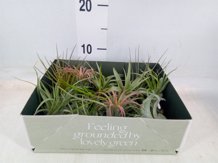 <h4>Tillandsia</h4>