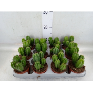 Polaskia chichipe