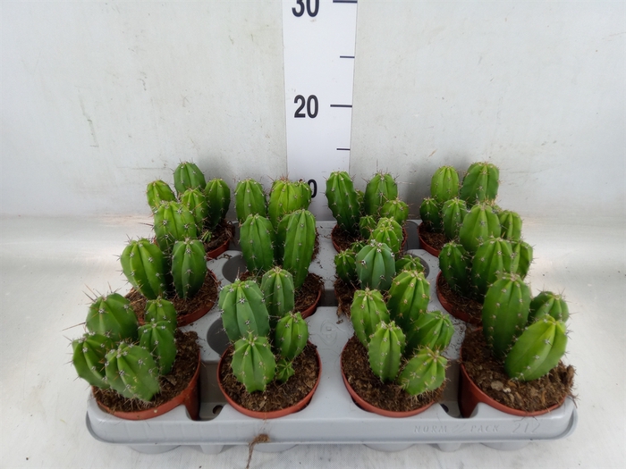 <h4>Polaskia chichipe</h4>