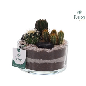 Glazen cilinderschaal met Cactussen en buddha