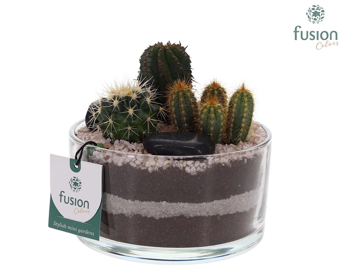 <h4>Glazen cilinderschaal met Cactussen en buddha</h4>