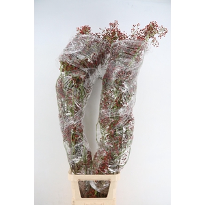 ROSA SPLASH 180CM