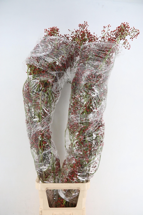 <h4>ROSA SPLASH 180CM</h4>