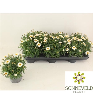Argyranthemum frutescens La Rita White