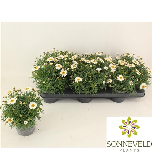 <h4>Argyranthemum frutescens La Rita White</h4>