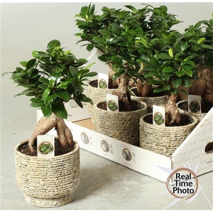 Fic Mi Ginseng Deco Ceramic