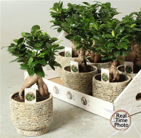 <h4>Fic Mi Ginseng Deco Ceramic</h4>