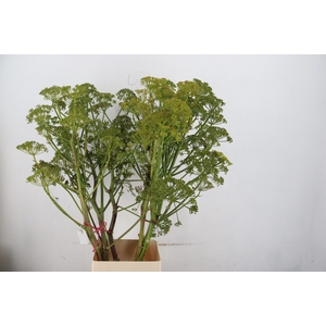 FOENICULUM VULGARE