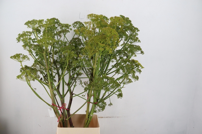 <h4>FOENICULUM VULGARE</h4>
