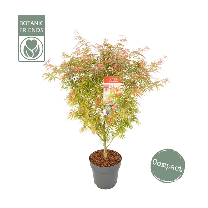 <h4>Acer palm. 'Jerre Schwartz'</h4>