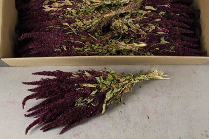 <h4>DF Amaranthus Red Bs</h4>