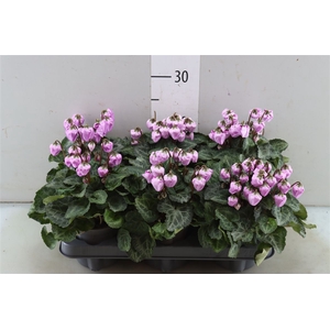 Cyclamen Windbell Pink