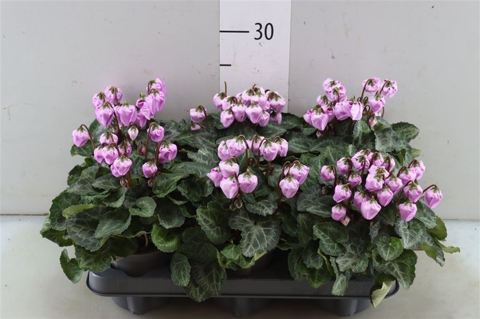 <h4>Cyclamen Windbell Pink</h4>