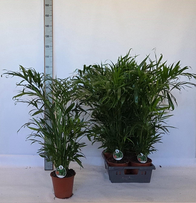 <h4>CHAMAED CATARACTARUM</h4>