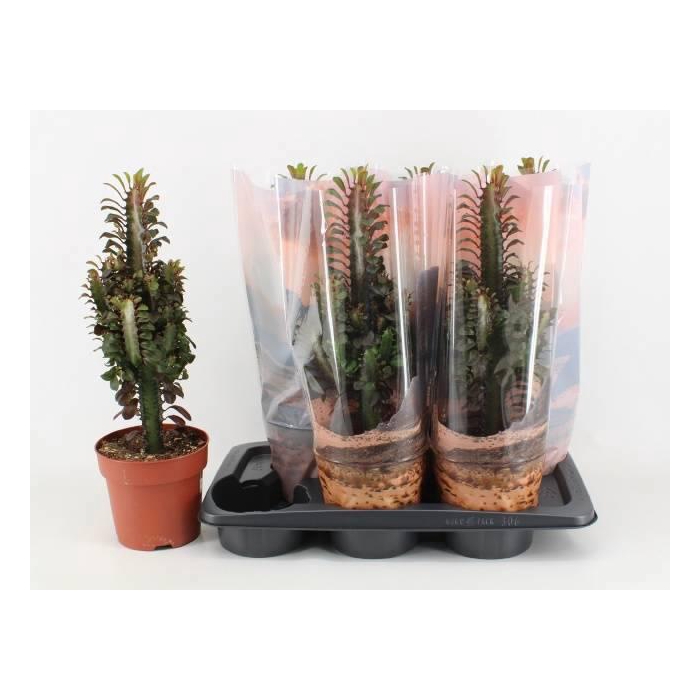 <h4>EUPHOR TRIG RUBRA</h4>