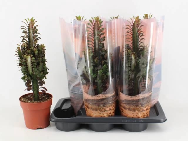 <h4>EUPHOR TRIG RUBRA</h4>