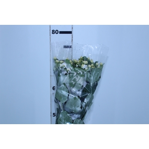 HYPERICUM MAGICAL SNOWPRINCE 070 CM