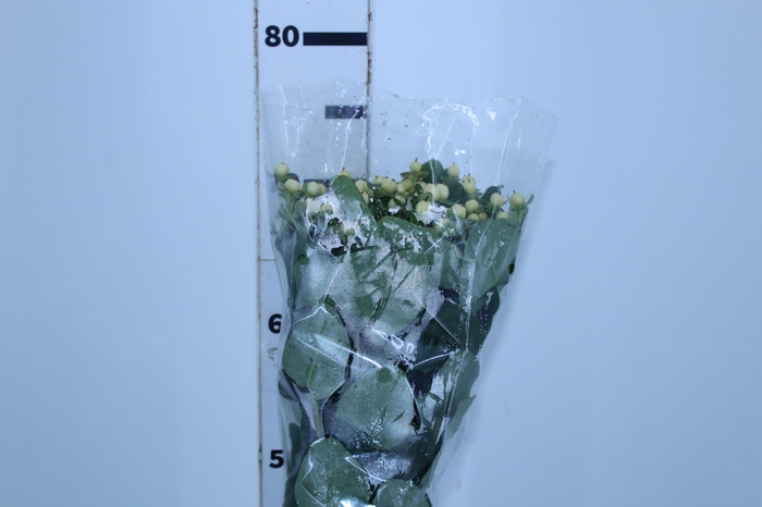 HYPERICUM MAGICAL SNOWPRINCE 070 CM