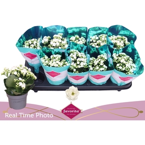 !! PROMO !! KALAN CALAN WHITE MENZEL