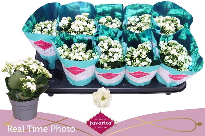 <h4>!! PROMO !! KALAN CALAN WHITE MENZEL</h4>