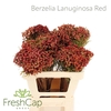 Berzelia Lanuginosa Red