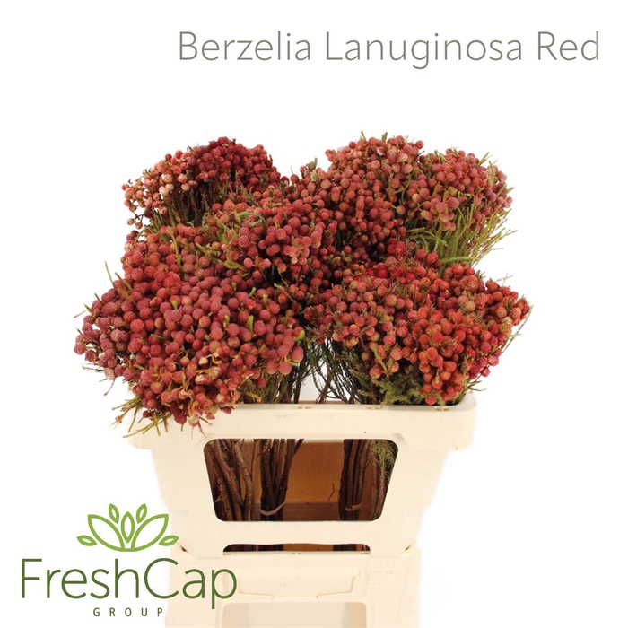 <h4>Berzelia Lanuginosa Red</h4>