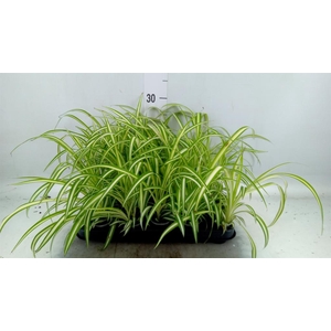 Chlorophytum com. 'Variegatum'