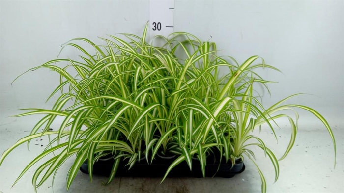 <h4>Chlorophytum com. 'Variegatum'</h4>
