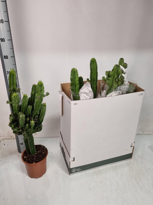 <h4>EUPHOR INGENS</h4>