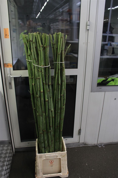 Polygonum Stokken X60