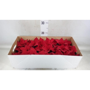 Euphorbia pulc. 'Christ Feel'