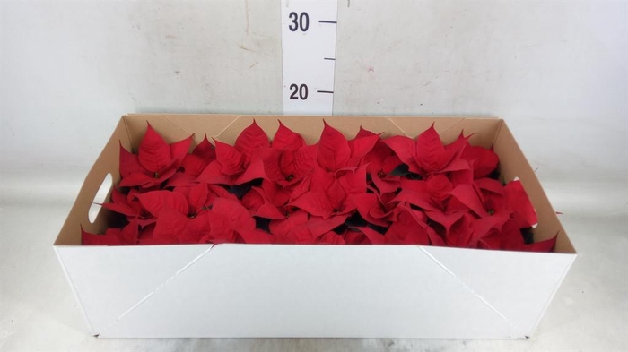 <h4>Euphorbia pulc. 'Christ Feel'</h4>