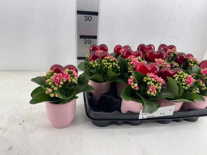 <h4>ARR PL IN SCHAAL</h4>