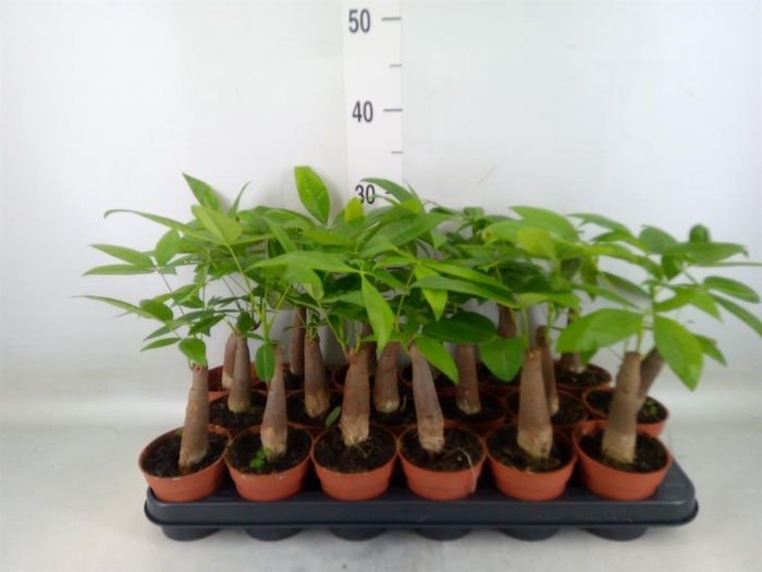 <h4>Pachira aquatica</h4>