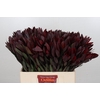 Leucadendron Saf Sunset Dark R.