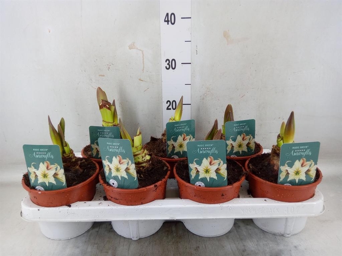 <h4>Hippeastrum   ...</h4>