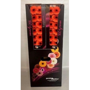 Germini Caramba Aquabox