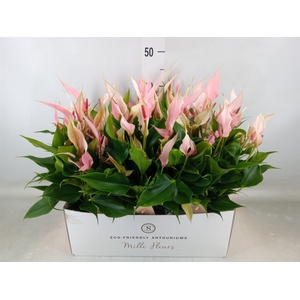 Anthurium andr. 'Lilli'