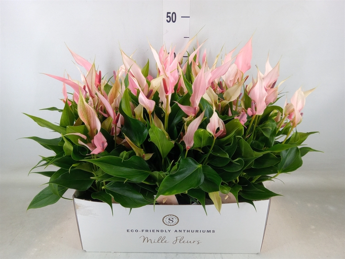 <h4>Anthurium andr. 'Lilli'</h4>