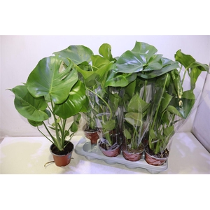 arr8 Monstera Deliciosa