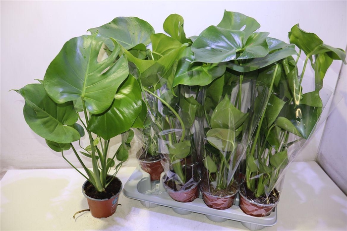 <h4>arr8 Monstera Deliciosa</h4>