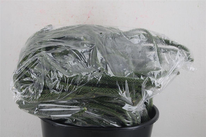 <h4>Araucaria Naturel P Bag</h4>