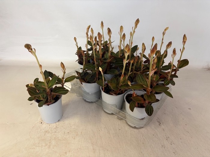 <h4>LUD DISCOLOR</h4>