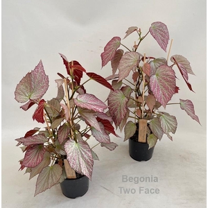 Begonia Two Face 14cm