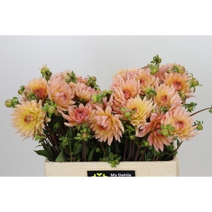 Dahlia Henriette