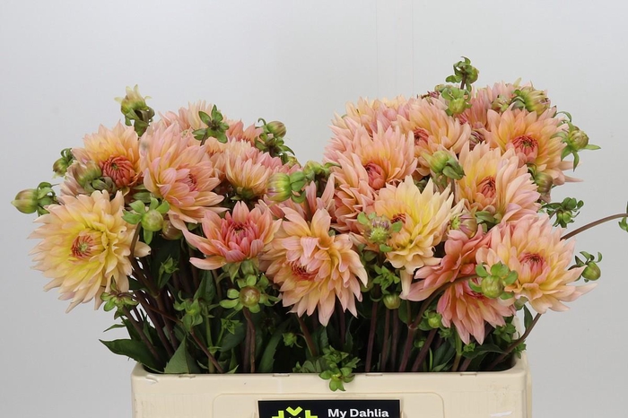 <h4>Dahlia Henriette</h4>