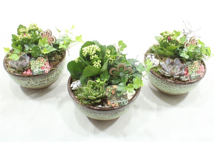 <h4>JA554 KER SCHAAL KAL</h4>