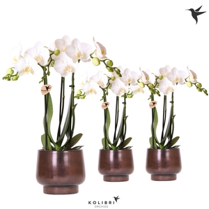Kolibri Orchids Phalaenopsis white 3 spike in Scandic pot copper