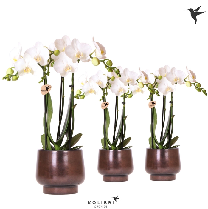 <h4>Kolibri Orchids Phalaenopsis white 3 spike in Scandic pot copper</h4>